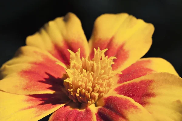 Kadife çiçeği çiçek, makro — Stok fotoğraf