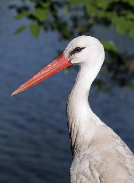 Perfil de una cigüeña blanca — Foto de Stock