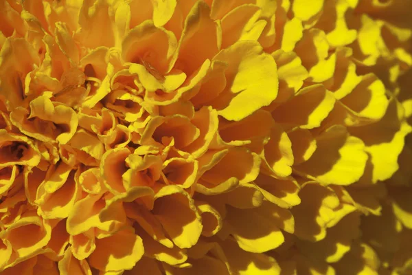 Kadife çiçeği çiçek, makro — Stok fotoğraf