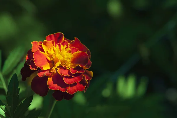 Goudsbloem bloem, macro — Stockfoto