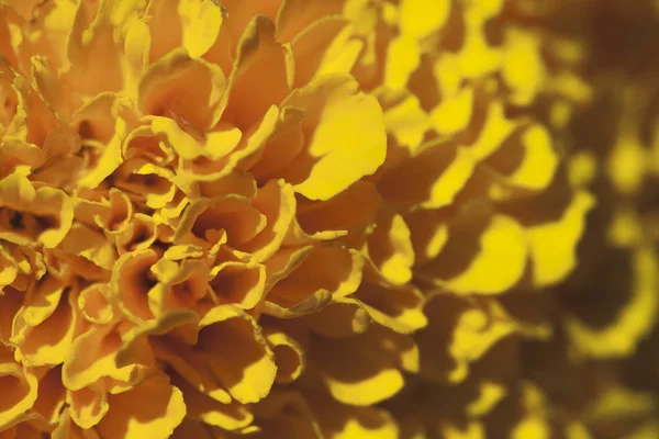 Marigold flower, macro — Stock Photo, Image