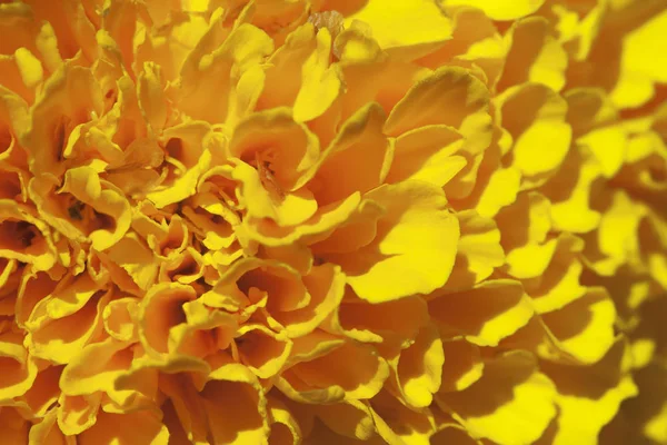 Marigold λουλούδι, macro — Φωτογραφία Αρχείου