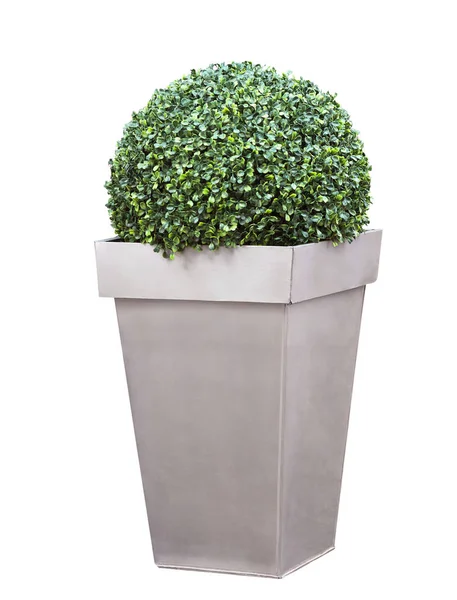 Arbusto decorativo em um pote — Fotografia de Stock