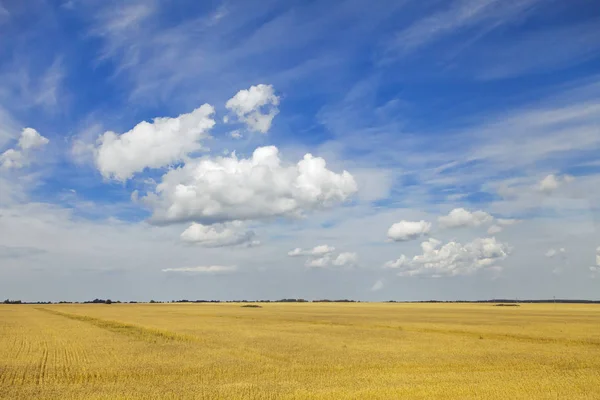 Yellow field and blue sky — Stock Photo, Image