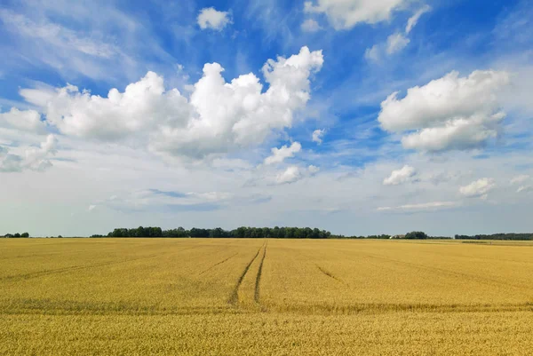 Yellow field and blue sky — Stock Photo, Image