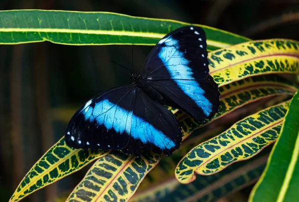 Niebieski motyl morfoński siedzący na zielonym liściu — Zdjęcie stockowe
