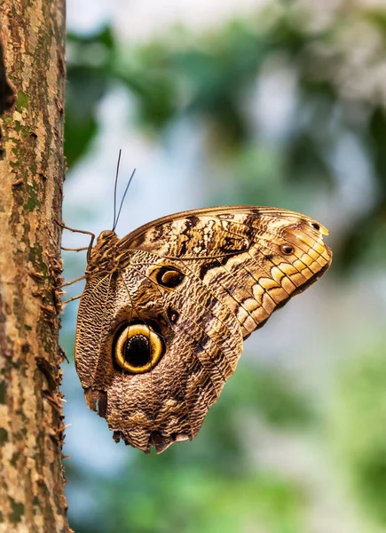 Caligo Eurilochus Schmetterling auf einem Baumstamm — Stockfoto