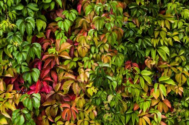 arka plan yeşil kızlık üzüm 