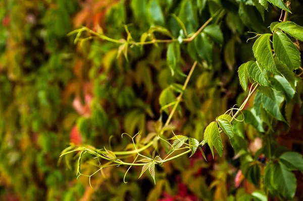 Um ramo de uvas de donzela verdes — Fotografia de Stock