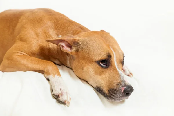 Triste perro solitario — Foto de Stock