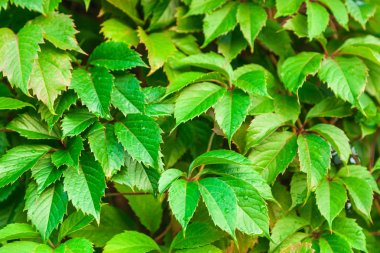 Kızlık üzüm yaprakları