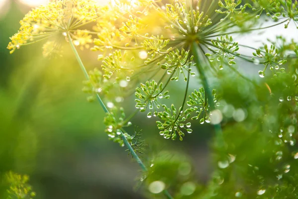 Grüner Schirm aus Fenchel — Stockfoto