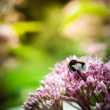 Bir pinkflower üzerinde bumble bee