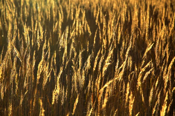 Фрагмент поля с золотыми ушами — стоковое фото