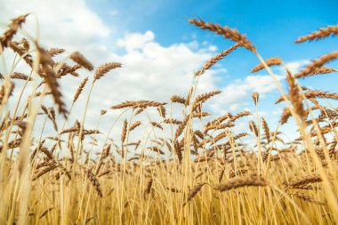 Buğday alanıyla manzara