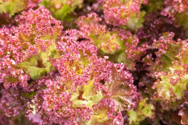 Taze kırmızı yeşil salata marul