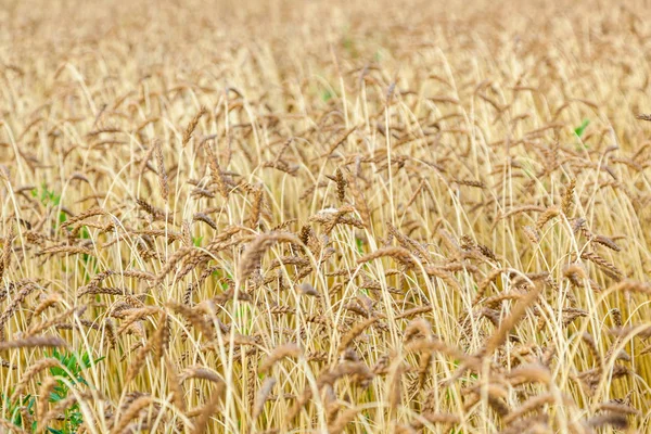 Campo de trigo perto de orelhas — Fotografia de Stock