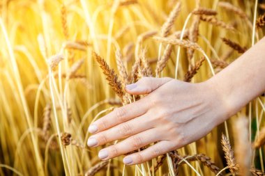 Buğday el dokunuyor