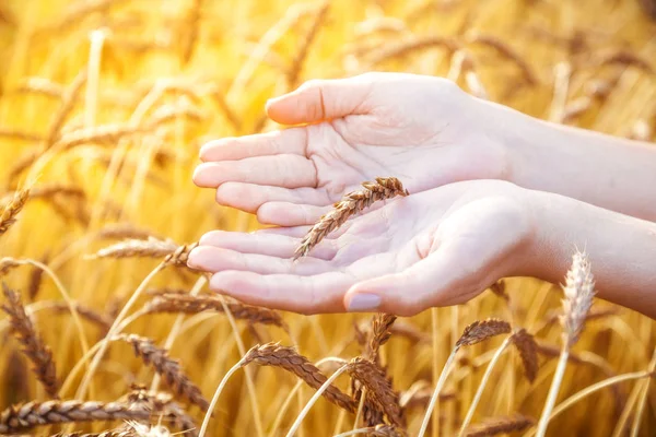 Buğday el dokunuyor
