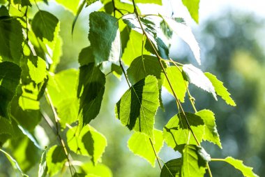 Bir huş yeşil yaprakları