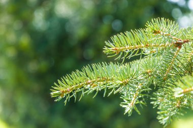 Yeşil bir iğne yapraklı ağaç dalı