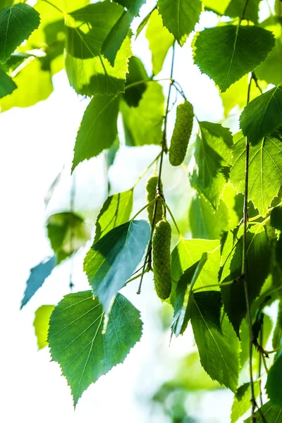 As folhas verdes de um vidoeiro — Fotografia de Stock