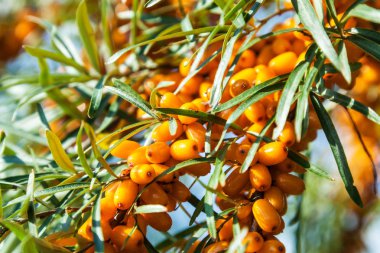 Deniz topalak turuncu meyveler