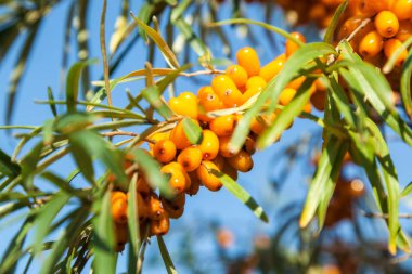 Deniz topalak turuncu meyveler