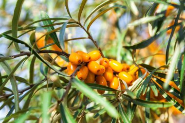 Deniz topalak turuncu meyveler