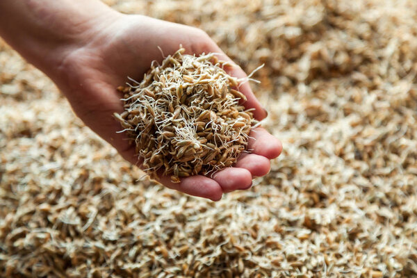 Germinated seeds of wheat