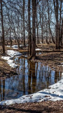 Tarlalarda ve ağaçların etrafında eriyen karlar. Kar eriyen bölgeler.