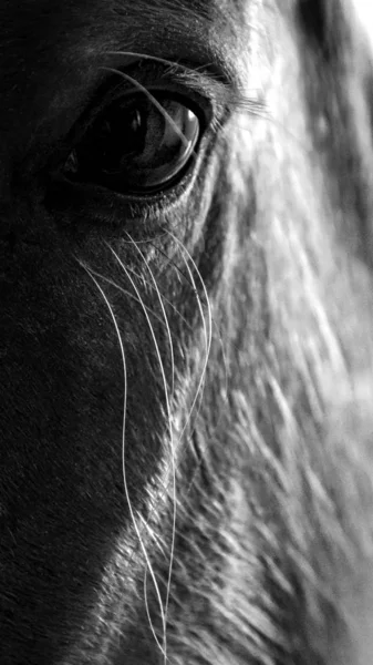 Portrét koně. Oko koně. Zavřít. — Stock fotografie