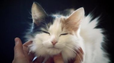 The kitten is caressed by the host s hands