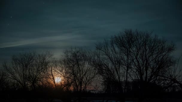 Boom om middernacht met een gloeiende volle maan — Stockvideo