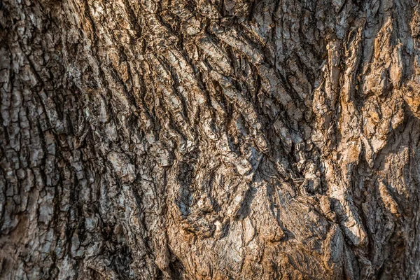 Un fragmento de la textura de la corteza del árbol viejo . — Foto de Stock