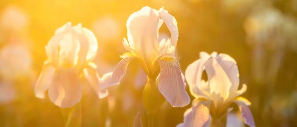 Viele Lila Iris Blühen Auf Dem Feld Sonnenlicht — Stockfoto