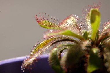 Drosera capensis, gri arkaplanda güneş çiğ bitkisi
