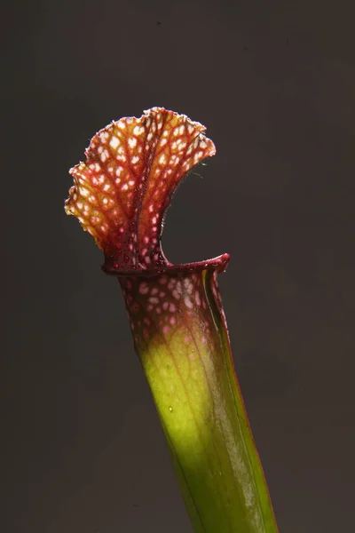Purple Sarracenia Flower Carnivorous Plant Traps Insects Digests Them — Stock Photo, Image