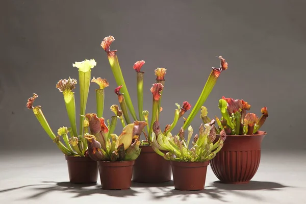 बैंगनी सारसेनिया फूल मांसाहारी पौधे जो कीड़े को फंसाते हैं और उन्हें पचाते हैं स्टॉक तस्वीर