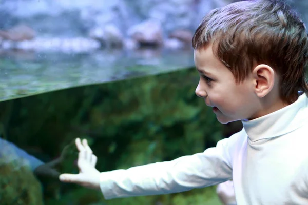 Dziecko ogląda akwarium — Zdjęcie stockowe