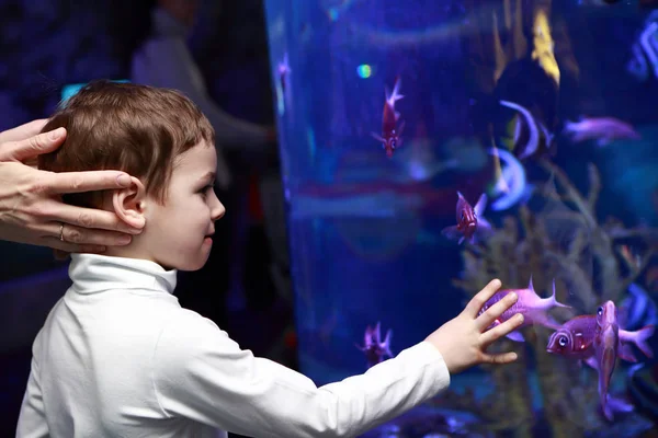 Niño mirando peces — Foto de Stock