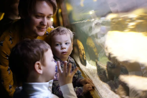 Мать и сыновья смотрят на аквариум — стоковое фото