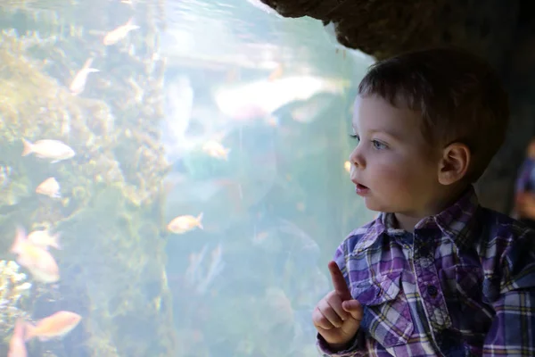 Enfant regardant les poissons — Photo