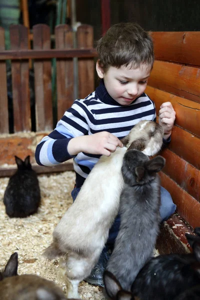 Garçon jouer avec des lapins — Photo