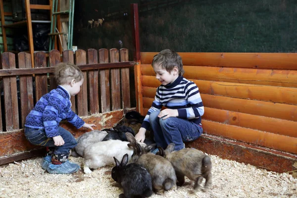 Brothers playing with rabbits — Stock Photo, Image