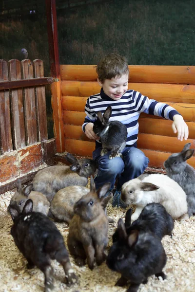 Child feeding rabbits — Stock Photo, Image