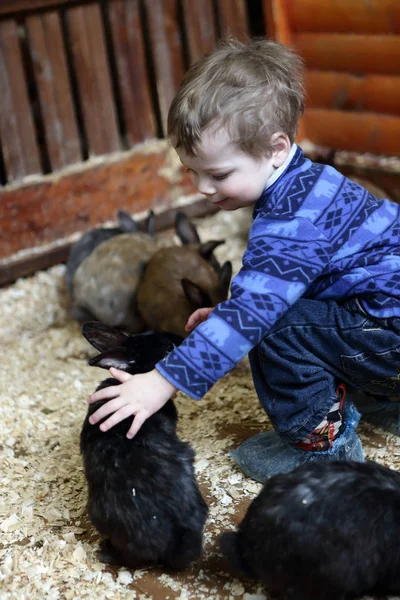 Criança alimentando coelhos — Fotografia de Stock