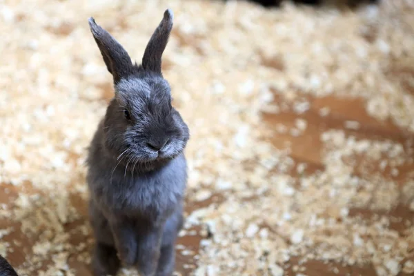 View of rabbit — Stock Photo, Image