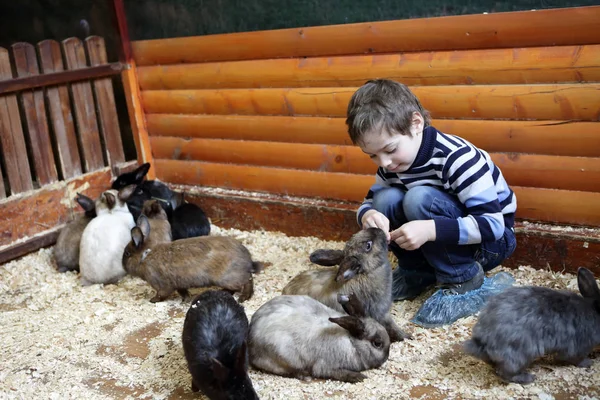 Garçon nourrissant des lapins — Photo