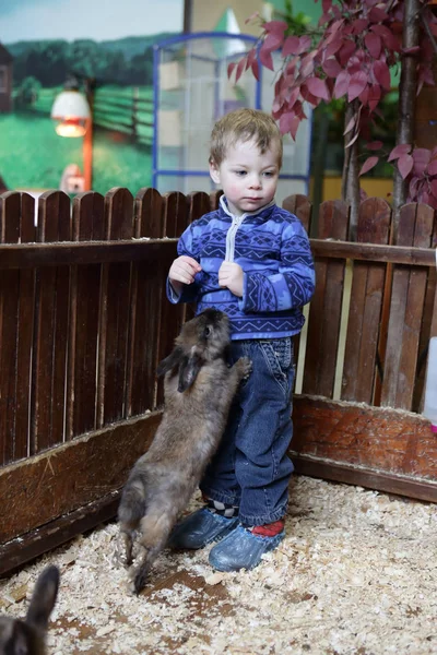 Enfant jouant avec des lapins — Photo